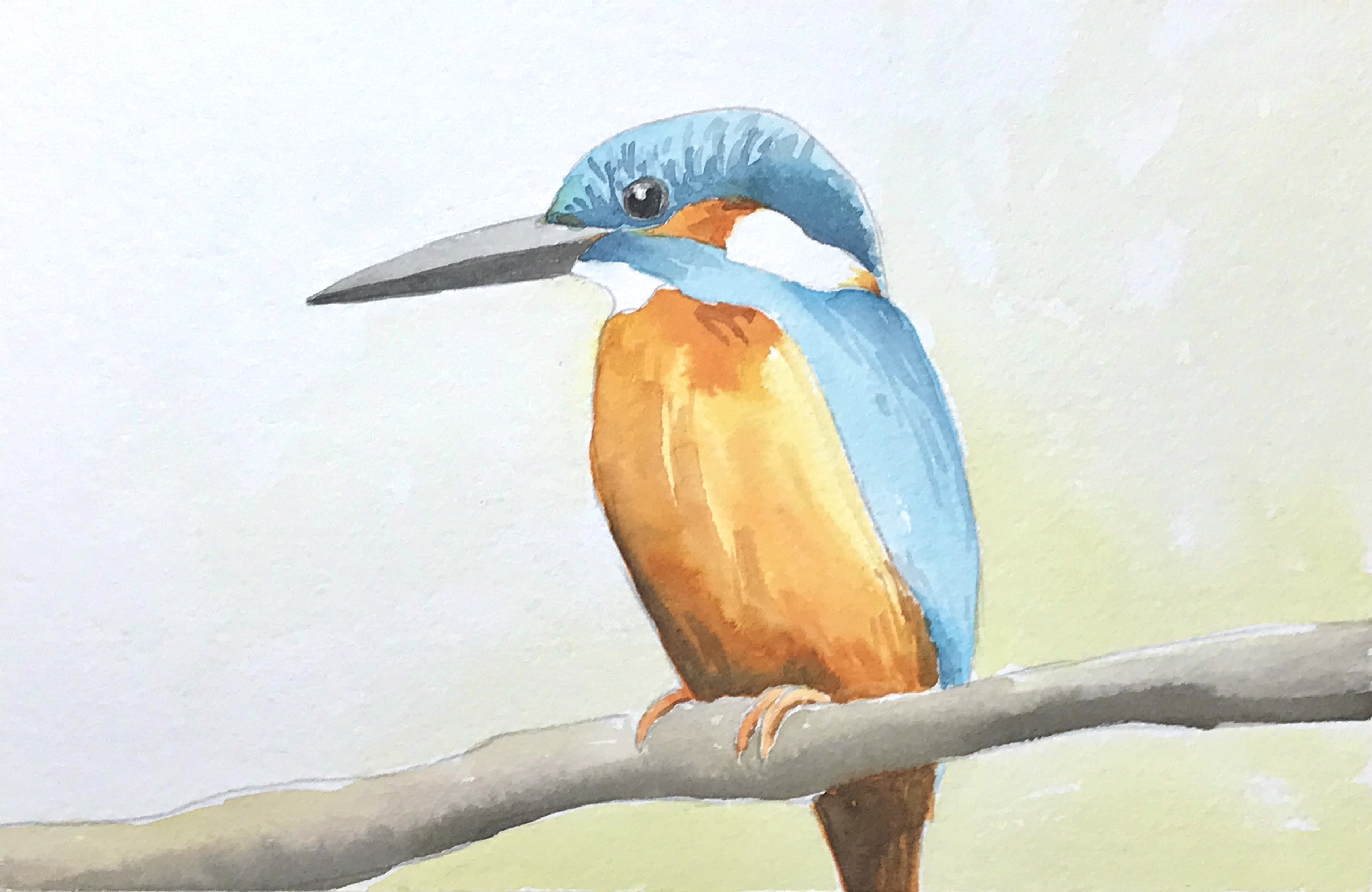 Aquarell (Lea Joos): Eisvogel