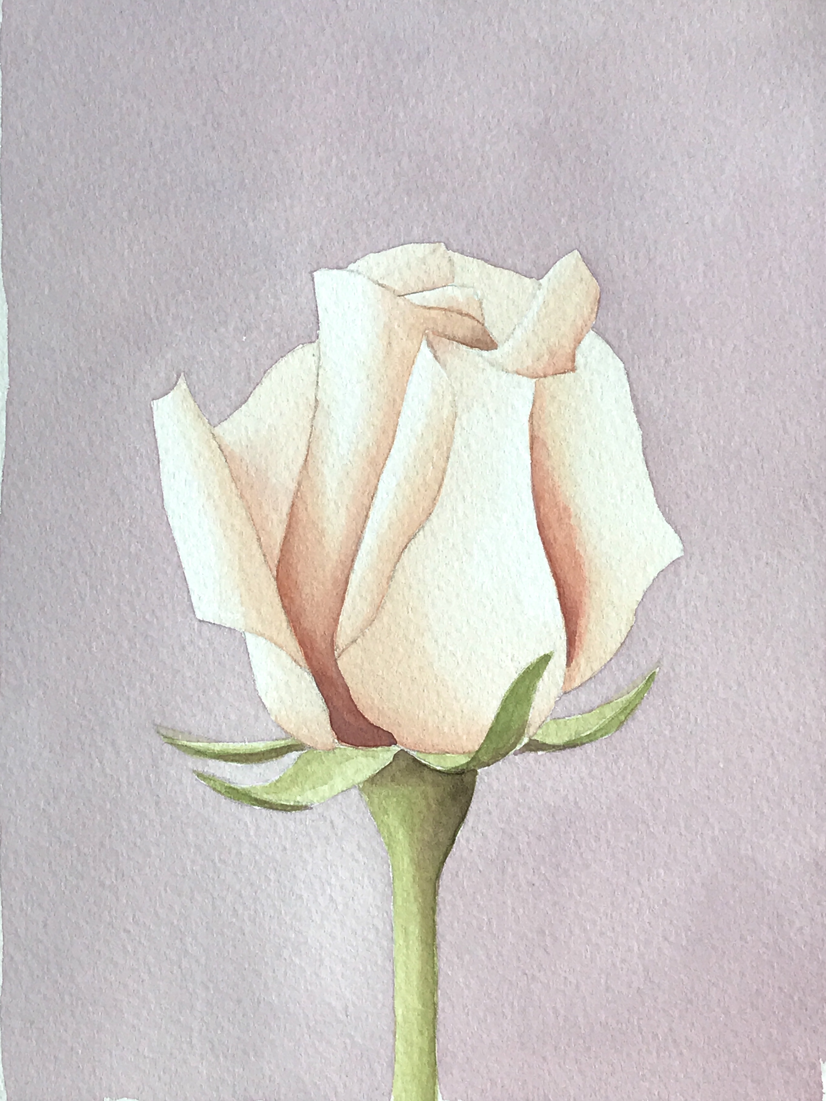 Aquarell: Rose