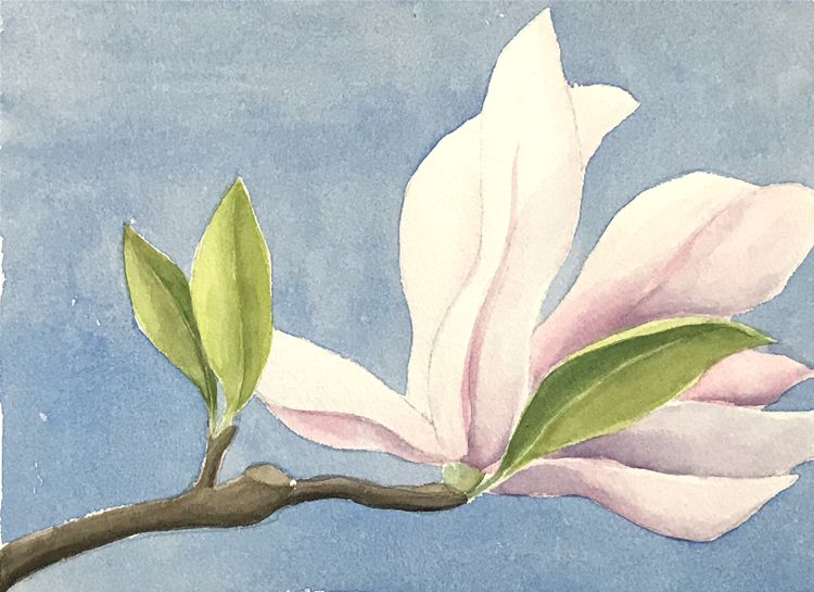 Aquarell: Magnolie