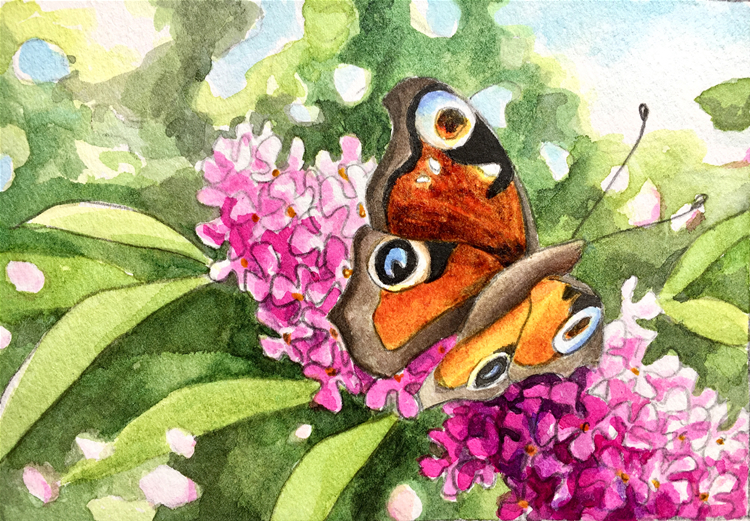 Aquarell: Schmetterling