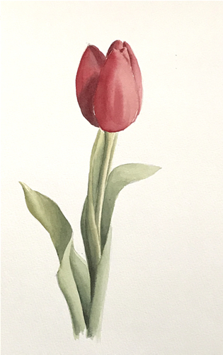 Aquarell: Tulpen